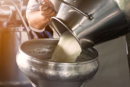 Farmer pouring raw milk from dairy farm into container for selling to industries or market